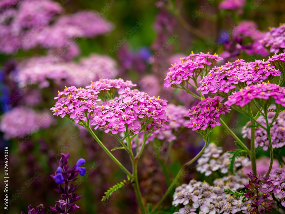 Carmine red yarrows, Achillea millefolium, a showy perennial plant, growing in a garden, closeup with selective focus