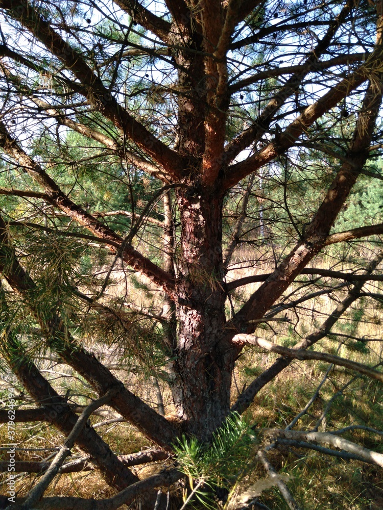 Obraz premium trees in the forest