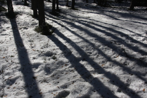 Tree trunks with shadows on the snow in the forest