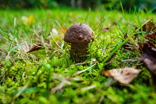 leccinum scabrum in a meadow