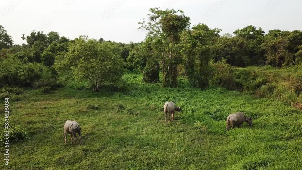 Three buffaloes grazing grass at green field. Three buffaloes grazing grass at green field.