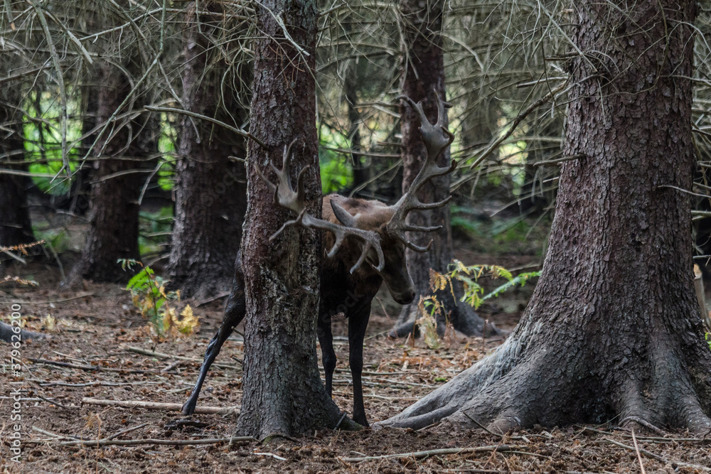Naklejka premium deer in the forest