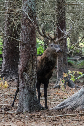 deer in the forest