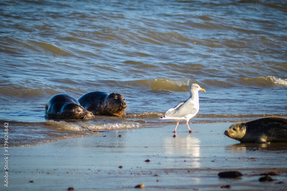 Fototapeta premium seagull on the beach with seals