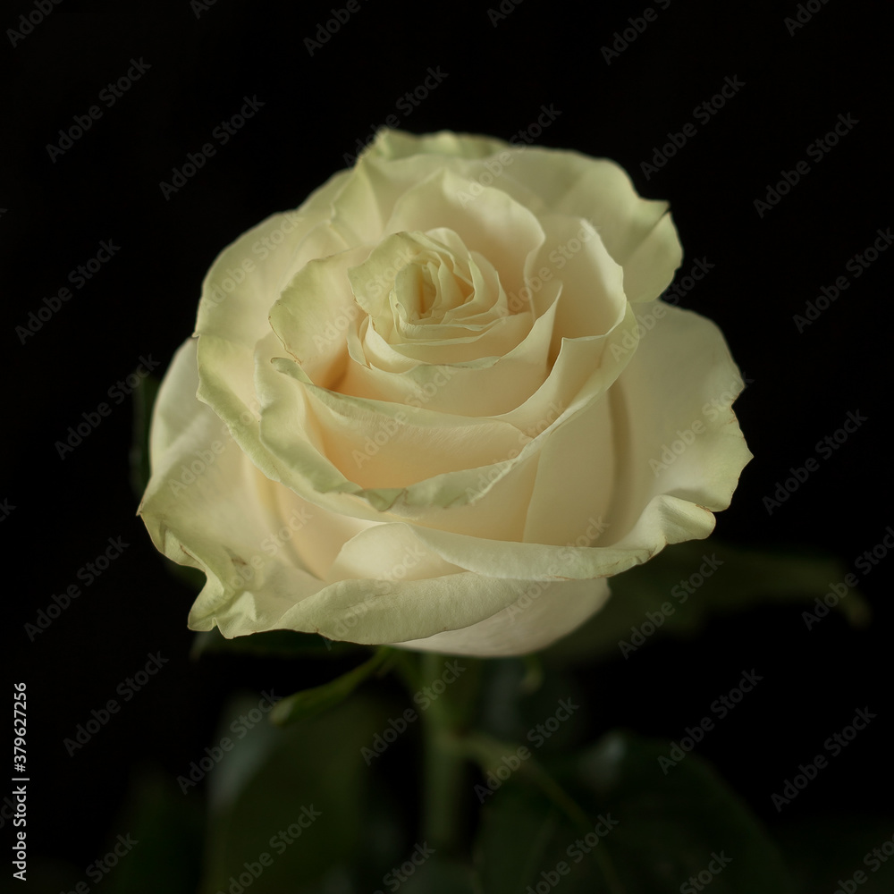 White rose on a black background White rose on a black background