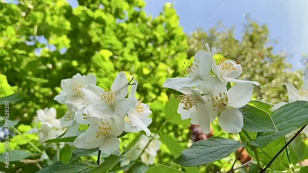 Jasmine - absolute Egyptian (Jasmine grandiflorum) flowers Jasmine - absolute Egyptian (Jasmine grandiflorum) flowers