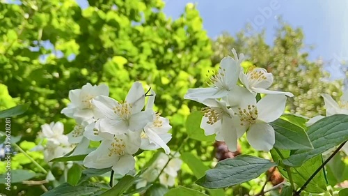 Jasmine - absolute Egyptian (Jasmine grandiflorum) flowers photo