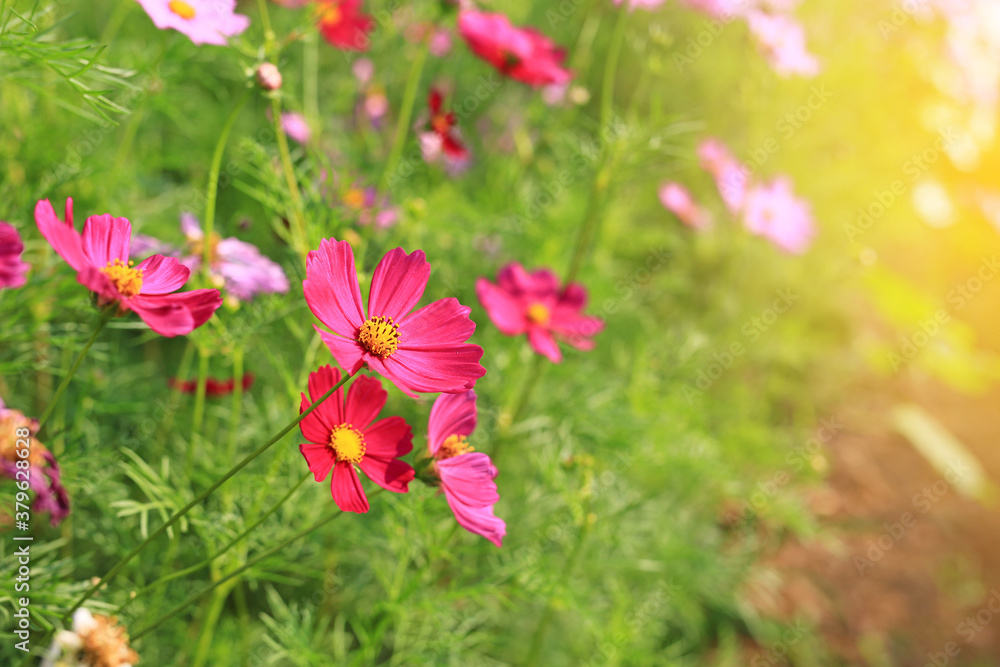Closeup pink cosmos flower blooming in the summer garden field in nature with rays of sunlight Closeup pink cosmos flower blooming in the summer garden field in nature with rays of sunlight