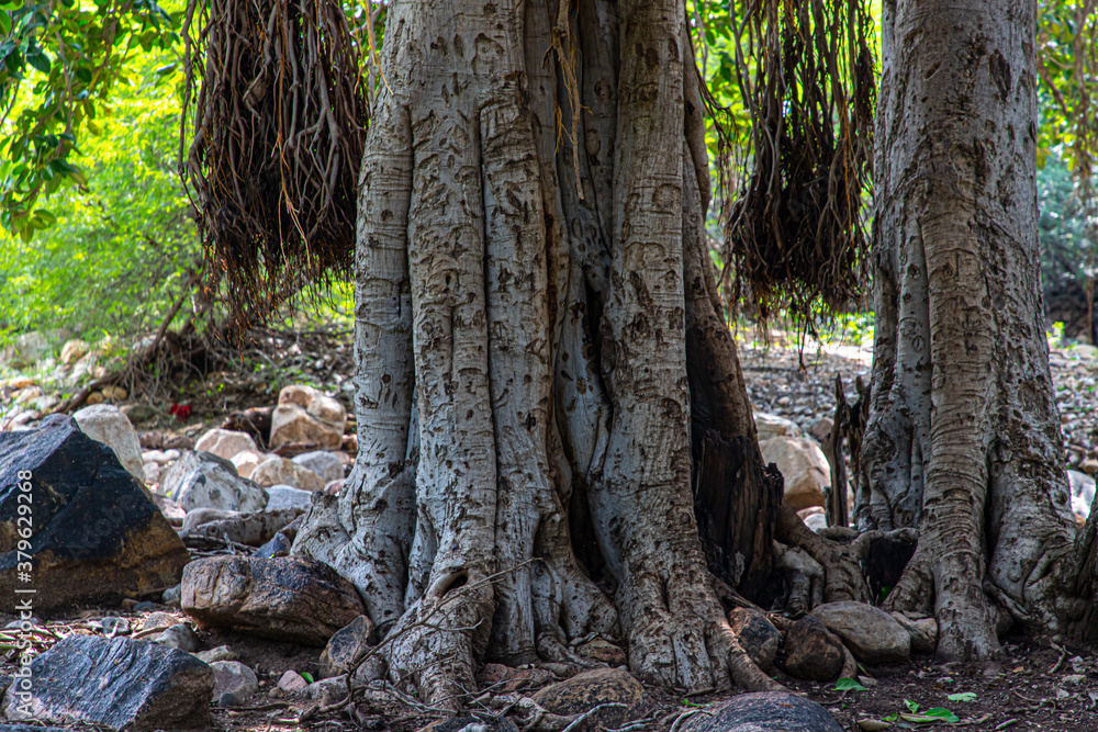 a texture of a old tree