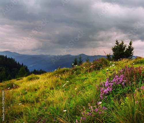 Fototapeta Naklejka Na Ścianę i Meble -  Mountain landscape. glade with flowers against a background of mountains and fog. A dark photo with a dramatic sky.