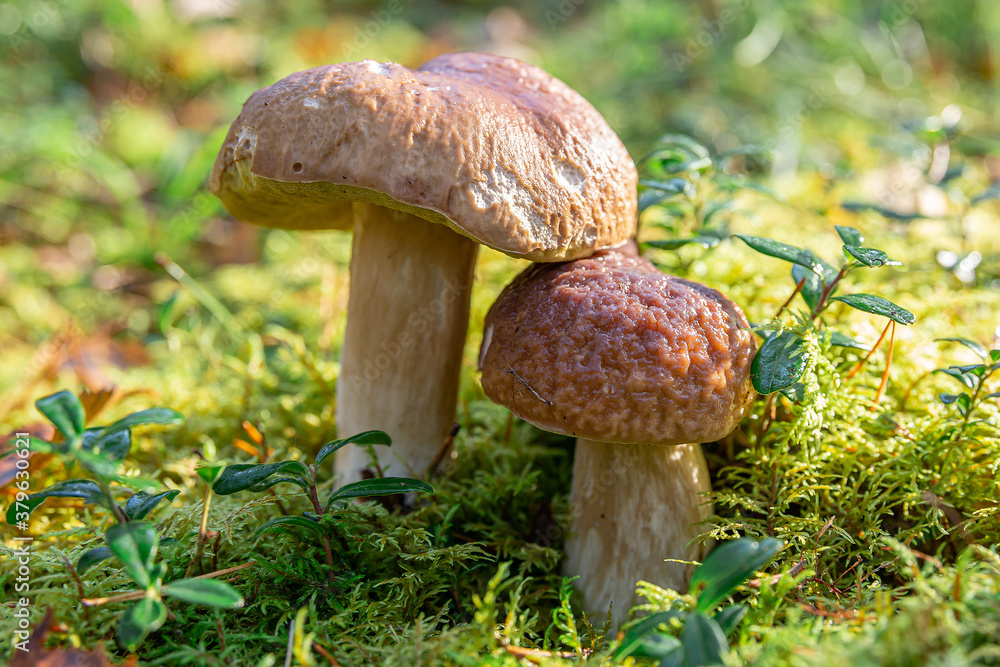 Boletus edulis in the natural environment. White mushroom in the morning sun. Boletus edulis in the natural environment. White mushroom in the morning sun.