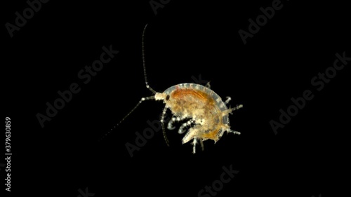 Amphipoda Dexamine spinosa under the microscope, family Dexaminidae, has four sharp spines at the back. Black Sea. photo