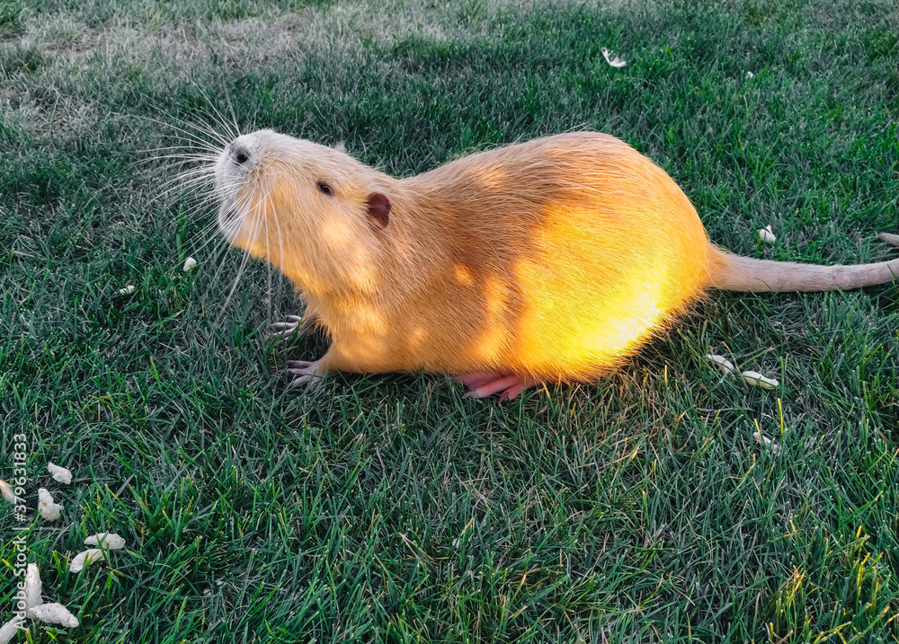 Fototapeta premium A beautiful yellow, beige nutria is walking in a meadow of green grass and eating a meal. Favorite and pet in the countryside.