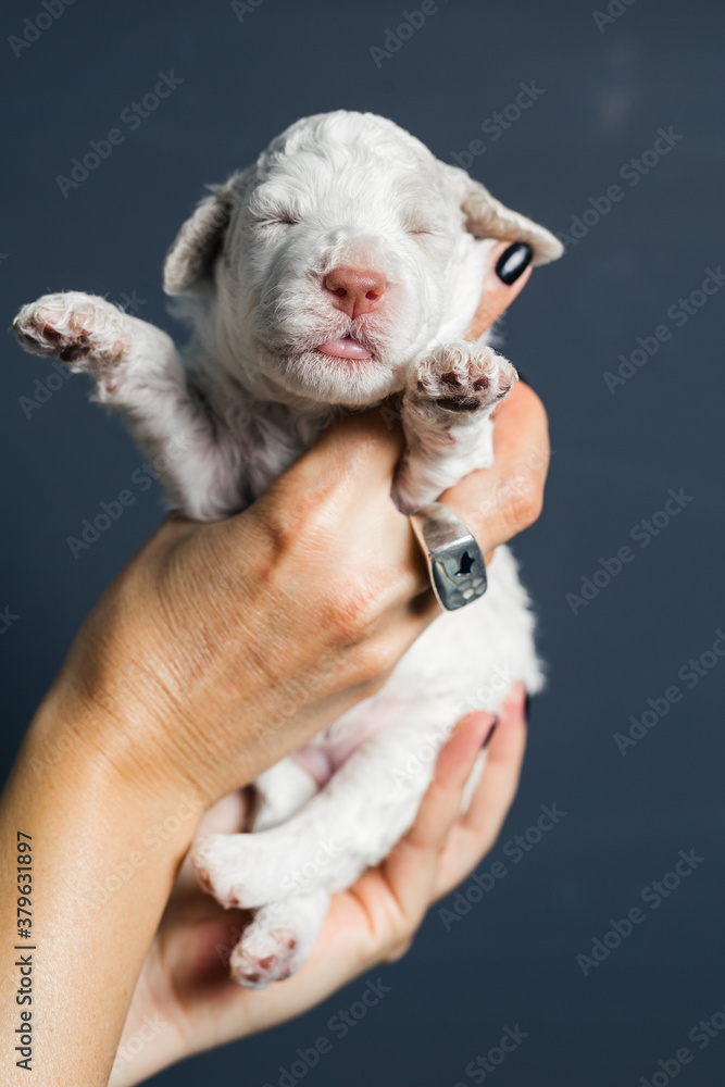 close up of woman holding puppy