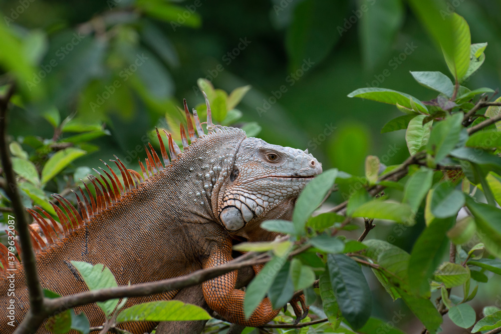Obraz premium iguana on a branch