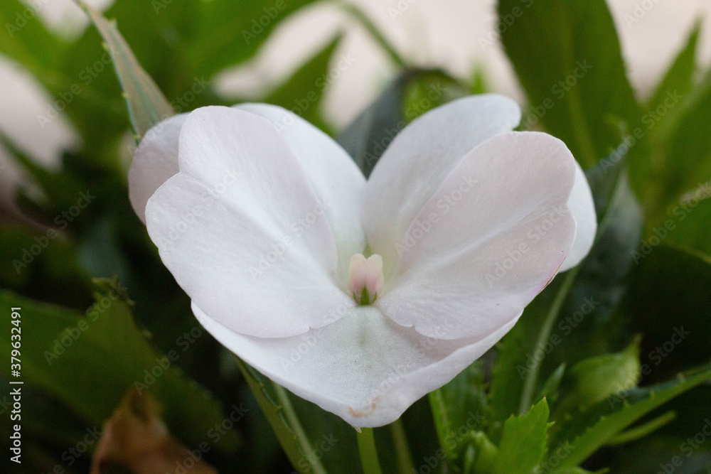 White Impatiens walleriana, also known as busy Lizzie,Balsam, sultana, or simply impatiens, is a species of the genus Impatiens, native to eastern Africa from Kenya to Mozambique.Organic garden,Italy. White Impatiens walleriana, also known as busy Lizzie,Balsam, sultana, or simply impatiens, is a species of the genus Impatiens, native to eastern Africa from Kenya to Mozambique.Organic garden,Italy.