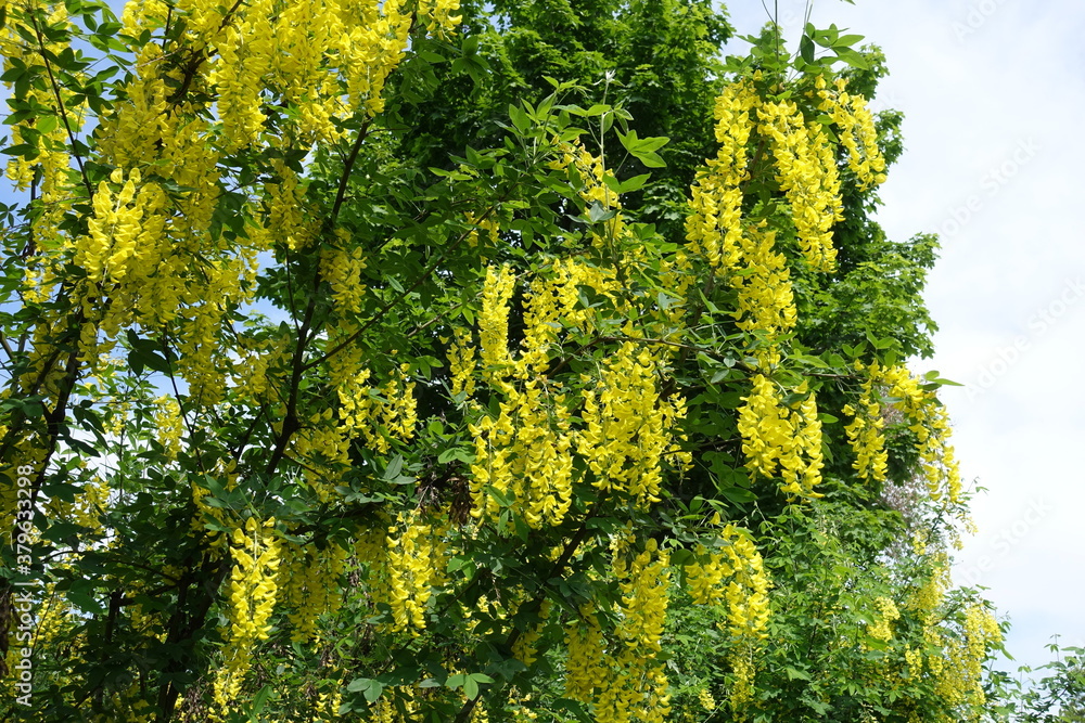 Lots of yellow flowers of Laburnum anagyroides in mid May Lots of yellow flowers of Laburnum anagyroides in mid May