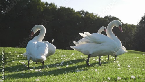 Swans Clean Their Feathers 4K