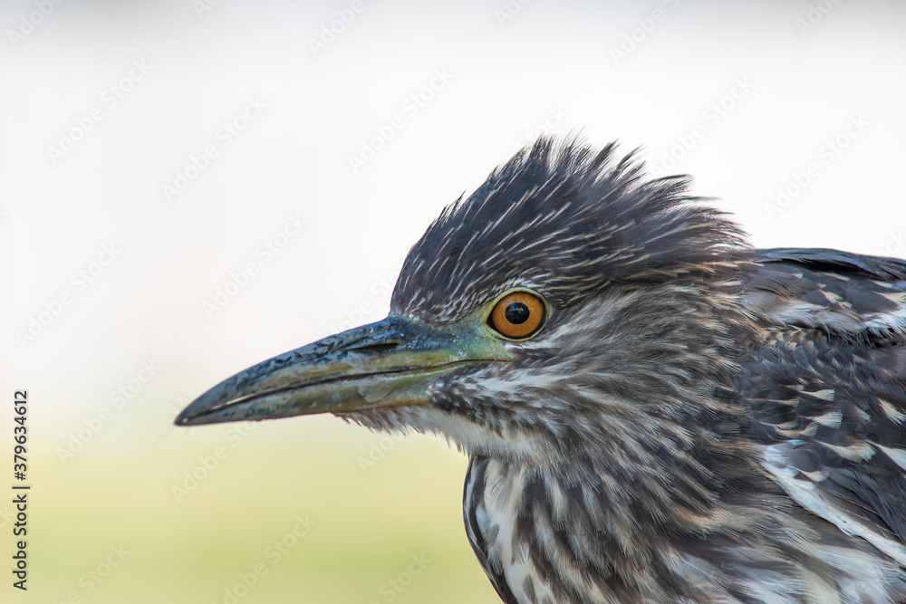 Tawny heron portrait and close head photo Tawny heron portrait and close head photo
