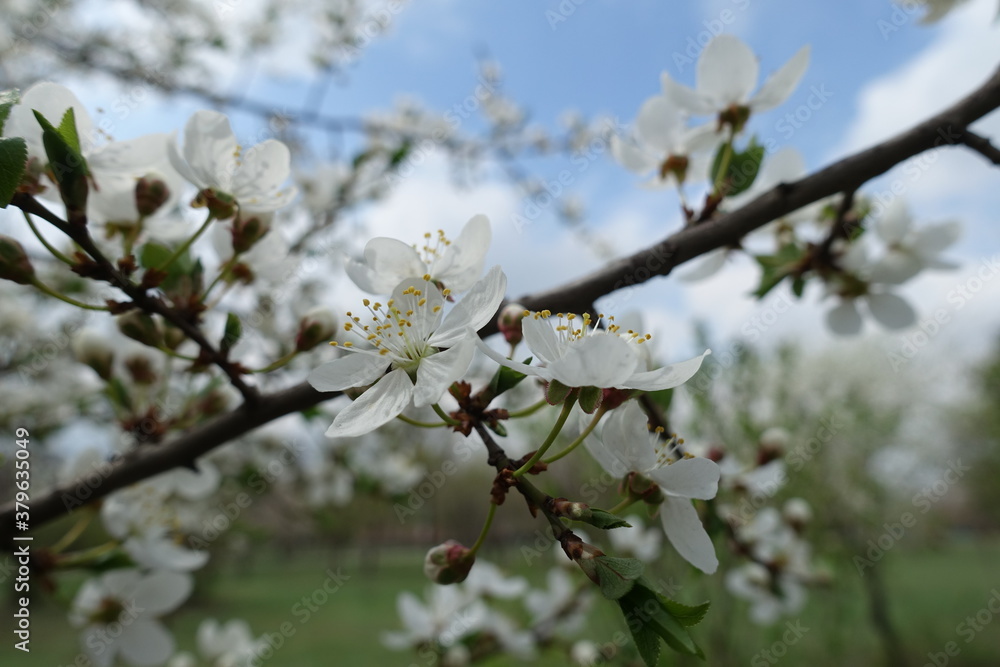 Bundle of white flowers of plum tree on short stalks Bundle of white flowers of plum tree on short stalks