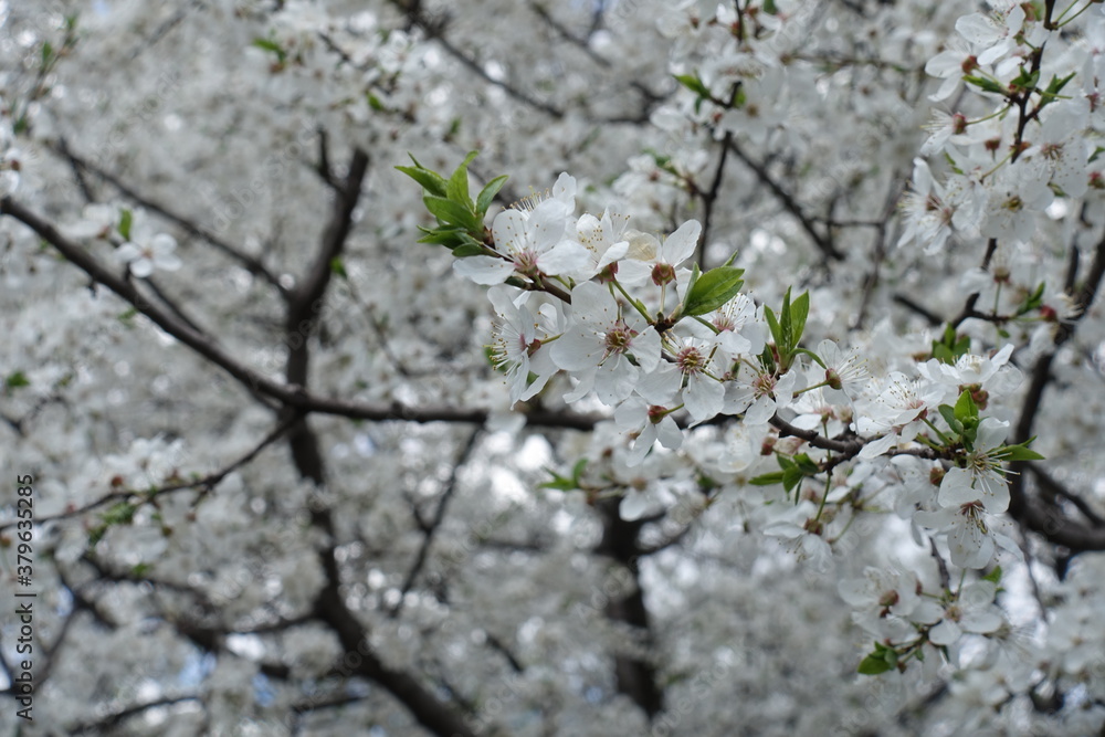 Cherry plum tree in full bloom in April Cherry plum tree in full bloom in April