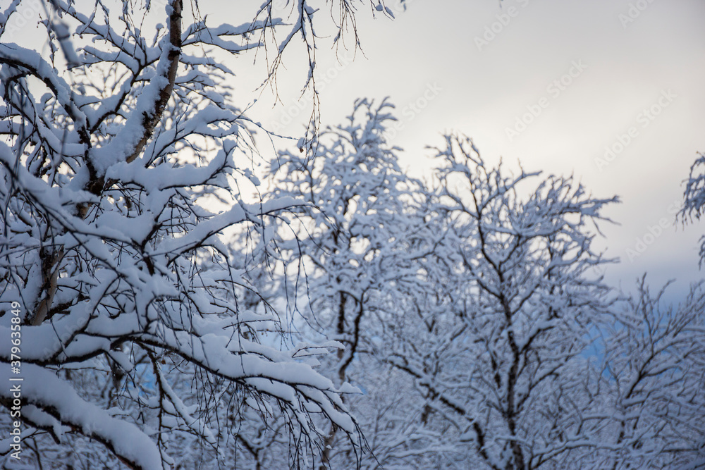 Obraz premium Snow trees and forest in Nuorgam, Lapland, Finland