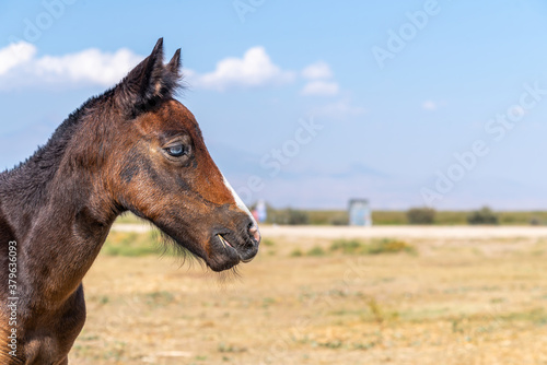 Portrait of a foal head with blue eyes