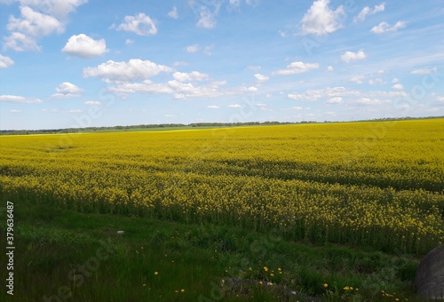 Yellow field 