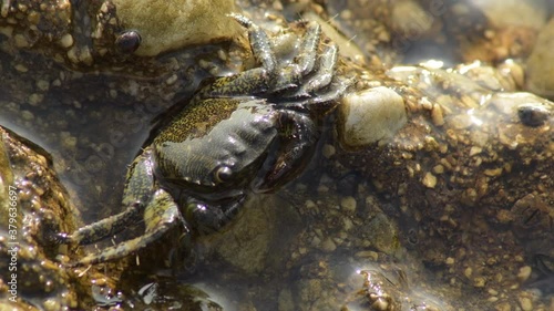 Warty crab in a rock in the beach photo