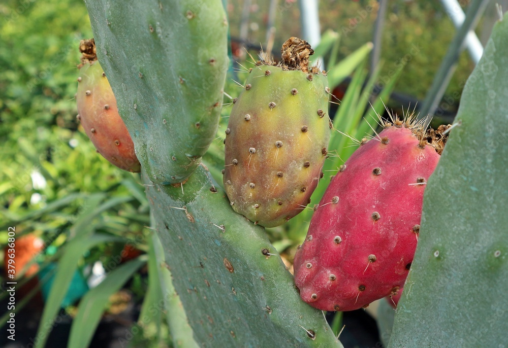 Ripe prickly pears yet on the leaf of their cactus. Opuntia ficus indica is its scientific name. Ripe prickly pears yet on the leaf of their cactus. Opuntia ficus indica is its scientific name.