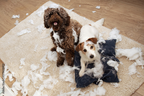 Canvas Print Dog mischief