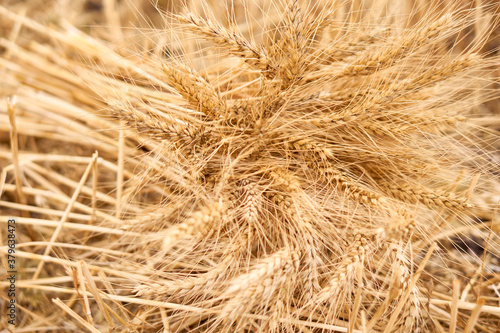 Wheat field. Summer harvest. Bread. Flour. Ears of wheat. Isolated bunch of golden wheat ear after the harvest.