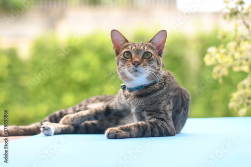 Beautiful thai Tabby cat close up, selective focus. Green background .