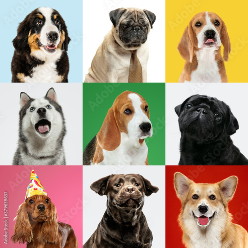 Best friends. Stylish adorable dogs posing. Cute doggies or pets happy. The different purebred puppies. Creative collage isolated on multicolored studio background. Front view. Different breeds.