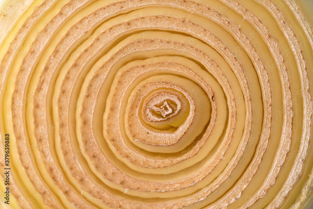 Fototapeta premium expanded cross section of dried onion.