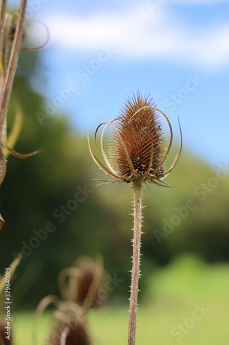 Vertrocknete Blüte in der Sonne vor blauem Himmel