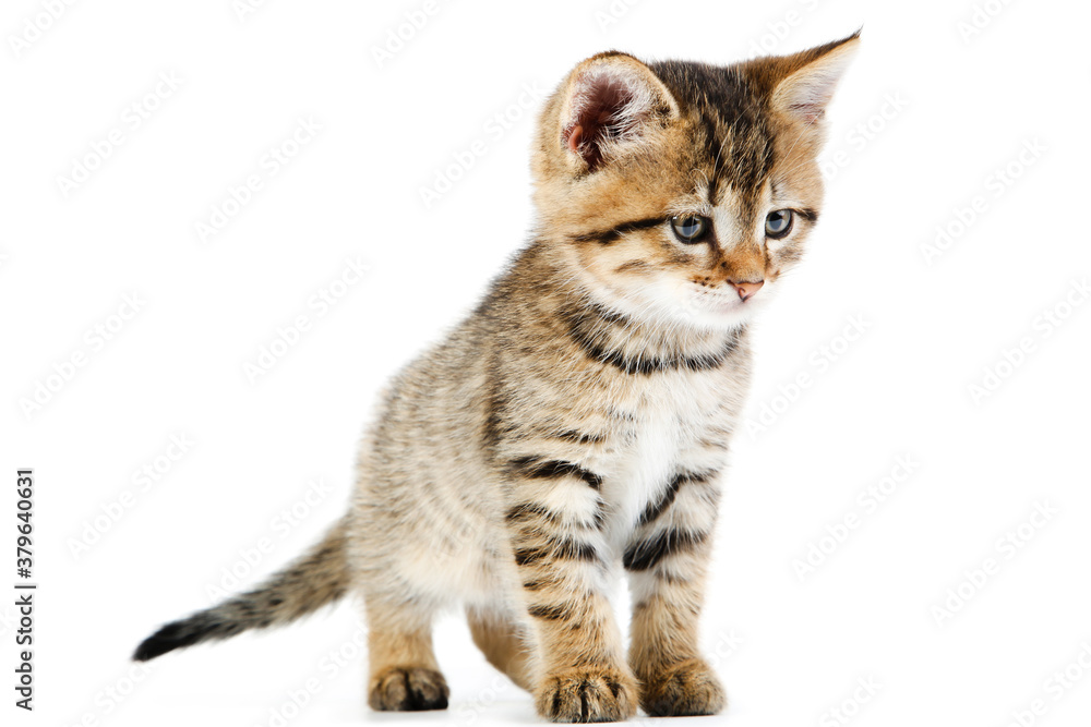 Fototapeta premium Beautiful kitten isolated on white background