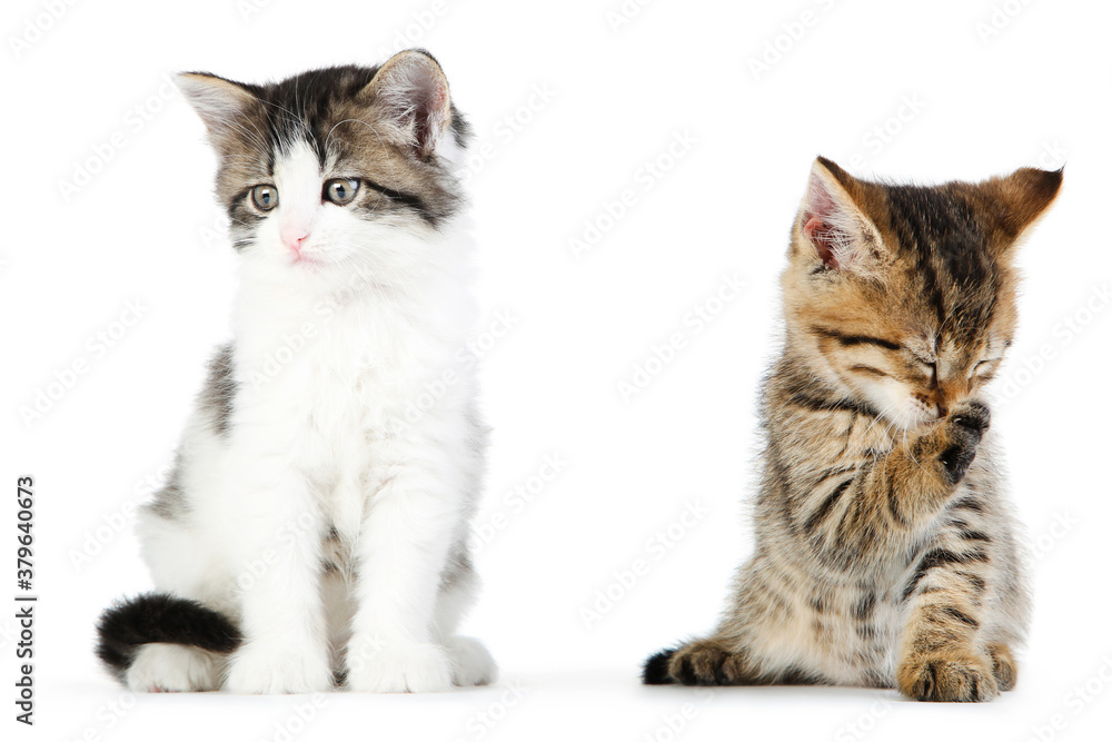 Beautiful kittens isolated on white background