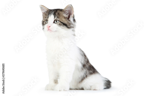 Cute kitten isolated on white background © 5second