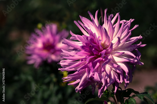 Colorful of dahlia pink flower in beautiful garden.