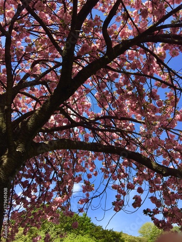 Tokyo Cherry blossom
