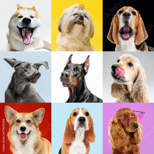 Playful kids. Stylish adorable dogs posing. Cute doggies or pets happy. The different purebred puppies. Creative collage isolated on multicolored studio background. Front view. Different breeds.