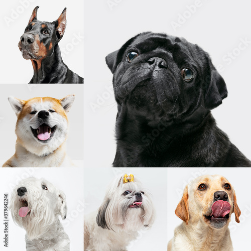 Funny fluffy. Stylish adorable dogs posing. Cute doggies or pets happy. The different purebred puppies. Creative collage isolated on multicolored studio background. Front view. Different breeds.