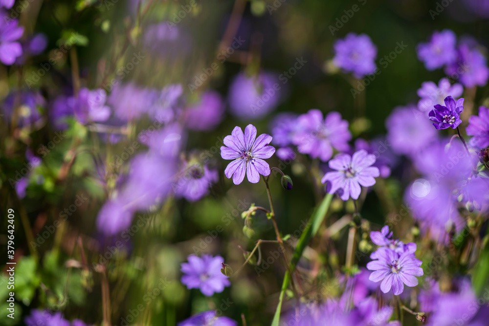 Nice summer field purple and violet flowers at sunny morning light nature weather Nice summer field purple and violet flowers at sunny morning light nature weather