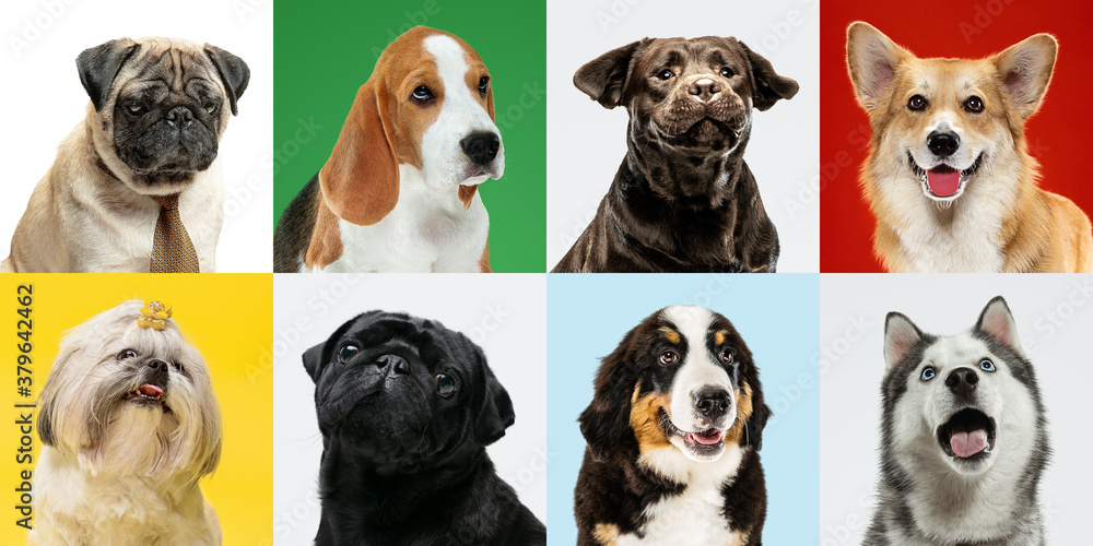 Good boy. Stylish adorable dogs posing. Cute doggies or pets happy. The different purebred puppies. Creative collage isolated on multicolored studio background. Front view. Different breeds.