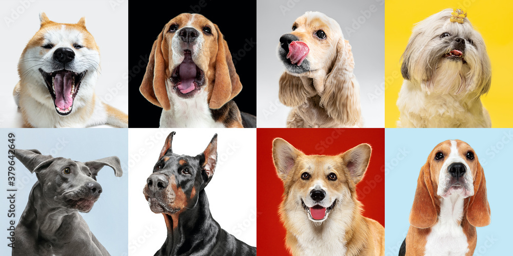 Lovely friend. Stylish adorable dogs posing. Cute doggies or pets happy. The different purebred puppies. Creative collage isolated on multicolored studio background. Front view. Different breeds.