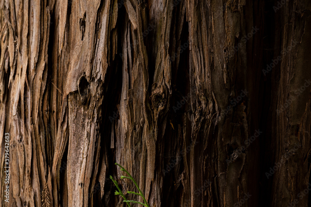 Big old tree close-up details, abstract brown background. Big old tree close-up details, abstract brown background.