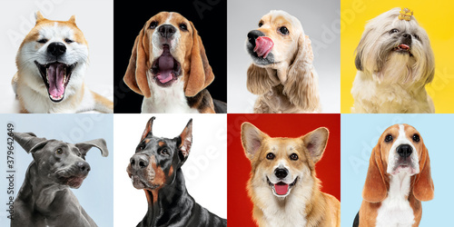Lovely friend. Stylish adorable dogs posing. Cute doggies or pets happy. The different purebred puppies. Creative collage isolated on multicolored studio background. Front view. Different breeds. © master1305