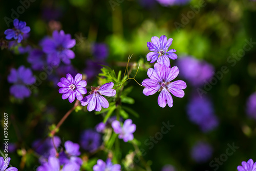 Nice summer field purple and violet flowers at sunny morning light nature weather