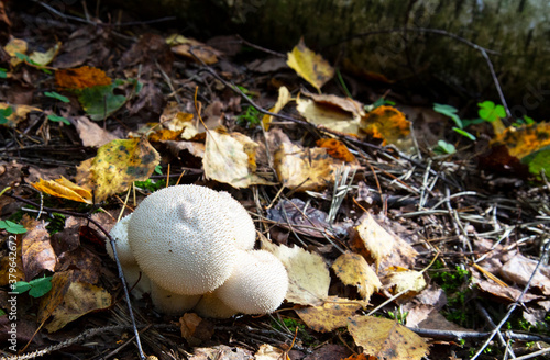 The Common Puffball (Lycoperdon perlatum) or Devil's Snuff-box. The fruit bodies can be eaten by slicing and frying in batter or egg and breadcrumbs.